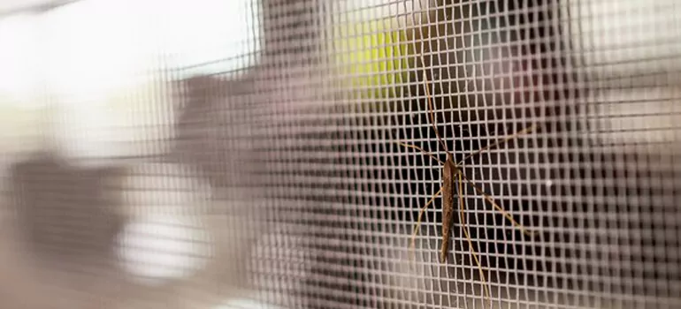 Repair Mosquito Mesh For Windows in DeLand, FL